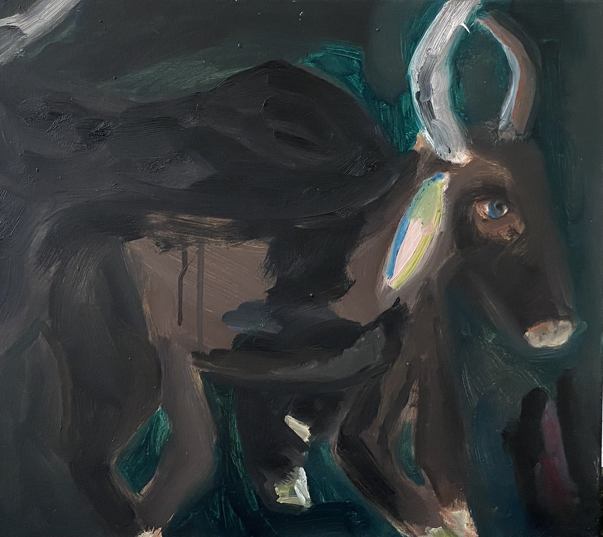 Zwei Ochsen 44cm x 48cm Öl auf Leinwand 2023